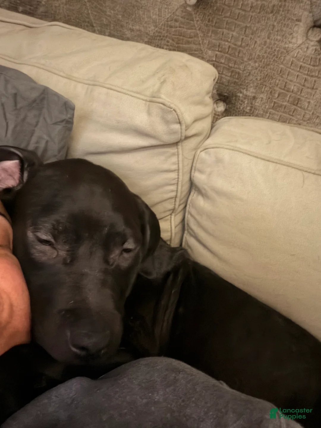 Mixed Breed dogs for sale: Squidward  - Ad 2