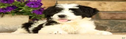 Saint Berdoodles dogs for sale: Princess - Ad 5