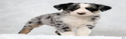 Miniature Australian Shepherd dogs for sale: Howey - Ad 3