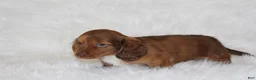 Miniature Dachshund dogs for sale: Frankie  - Ad 4