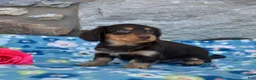 Miniature Dachshund dogs for sale: Oliver  - Ad 6
