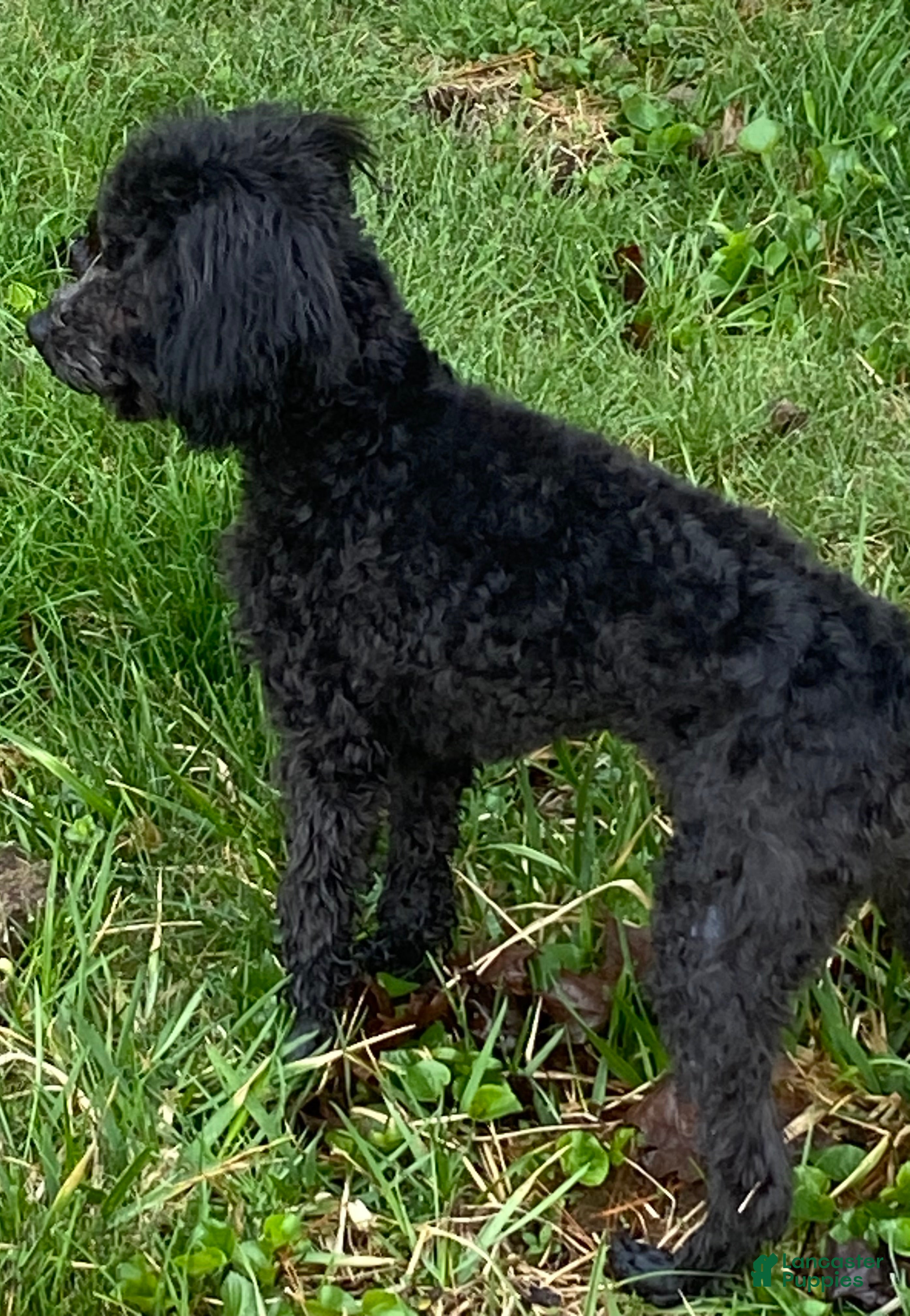 Miniature Poodle dogs Harry Houdini  - Ad 2