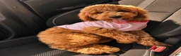 Goldendoodle dogs for sale: Penny  - Ad 2