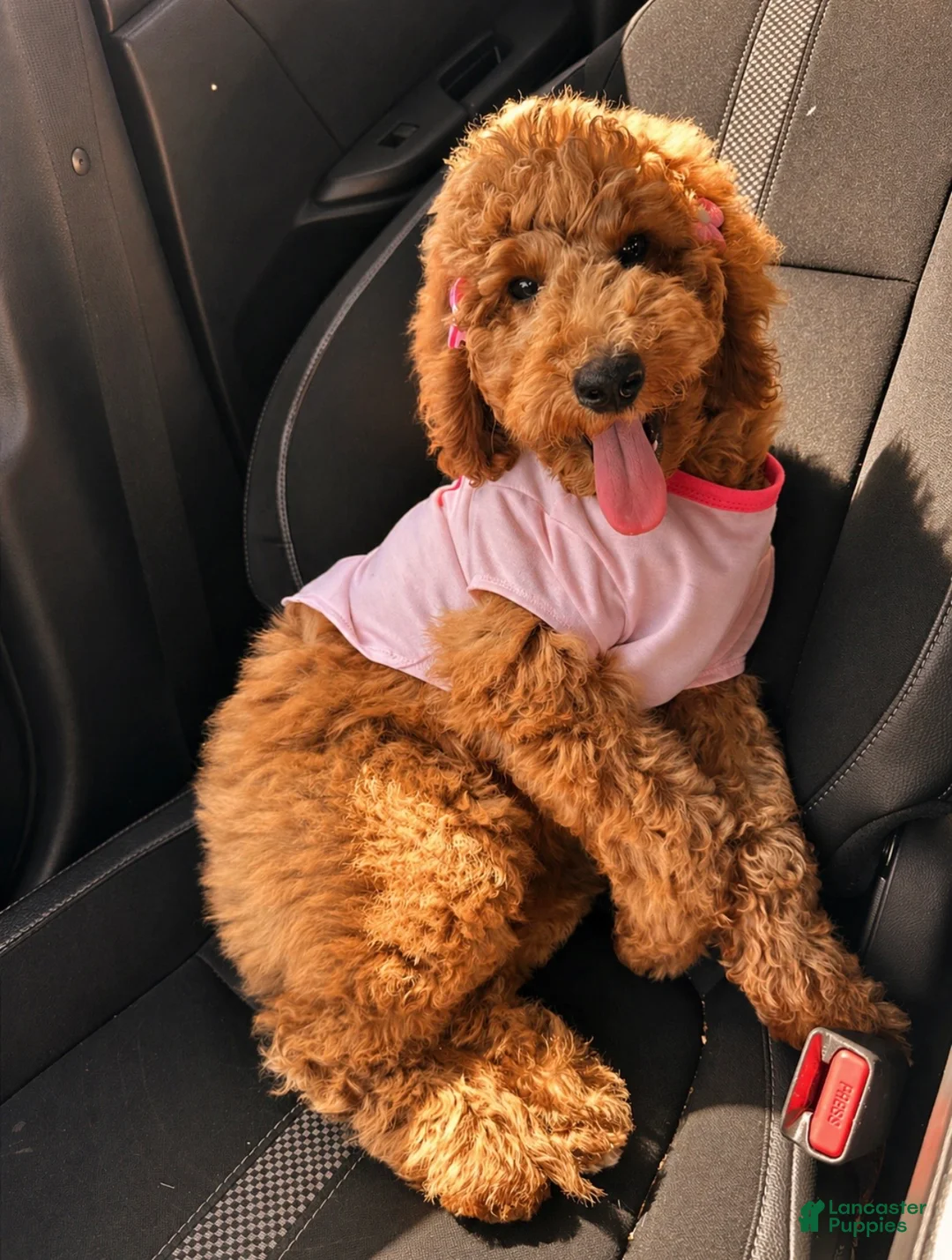 Goldendoodle dogs for sale: Penny  - Ad 2