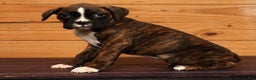 Boxer dogs for sale: Sunny - Ad 3