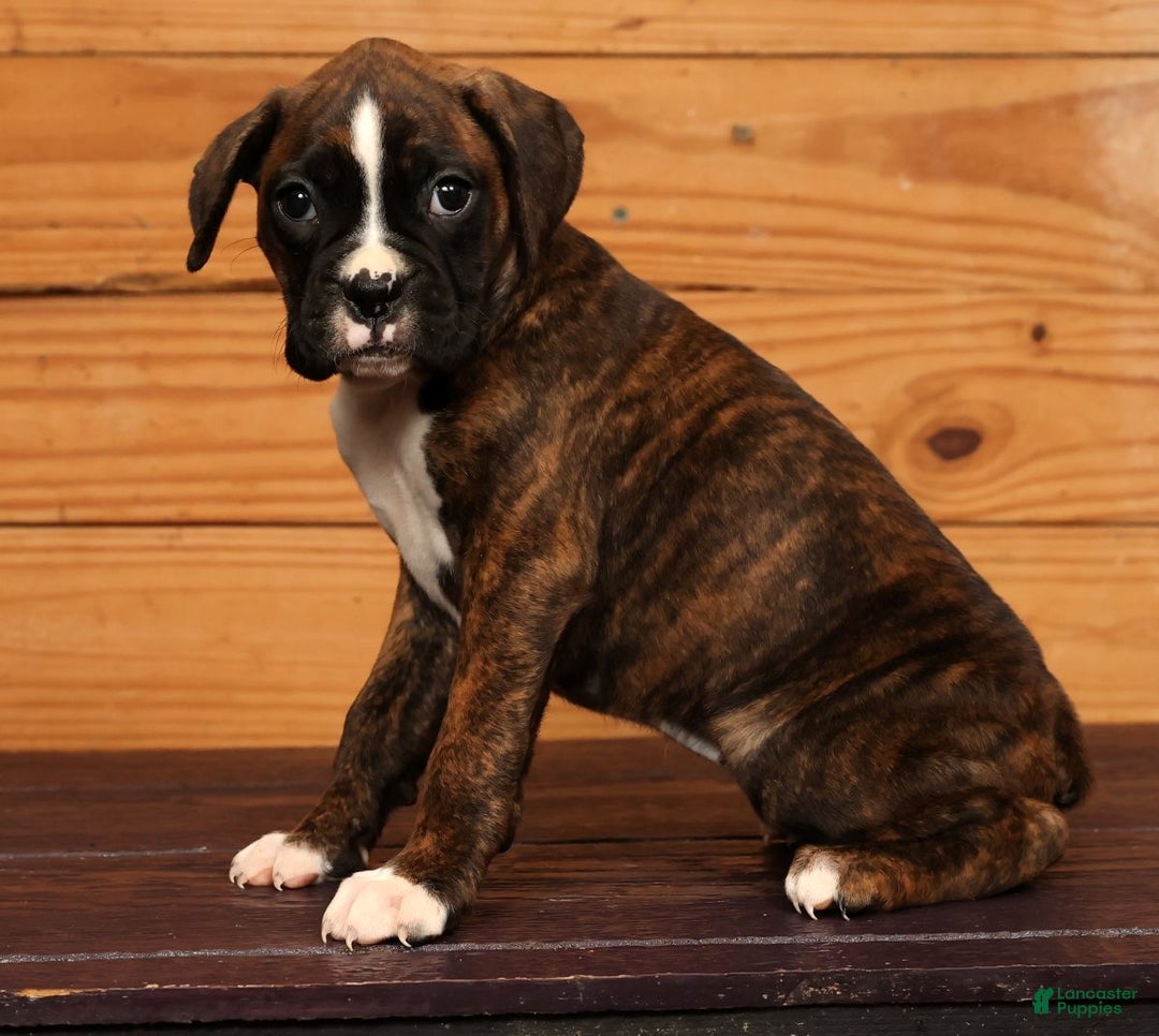 Boxer dogs for sale: Sunny - Ad 3