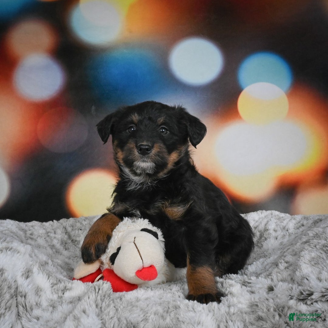 Mixed Breed dogs for sale: Violet - Ad 8