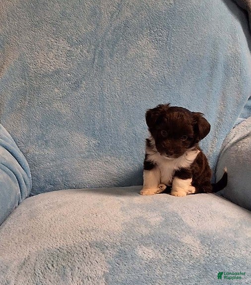 Mini Aussiedoodle dogs for sale: Tiny - Ad 1