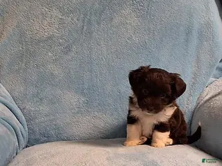 Mini Aussiedoodle dogs for sale: Tiny - Ad 1