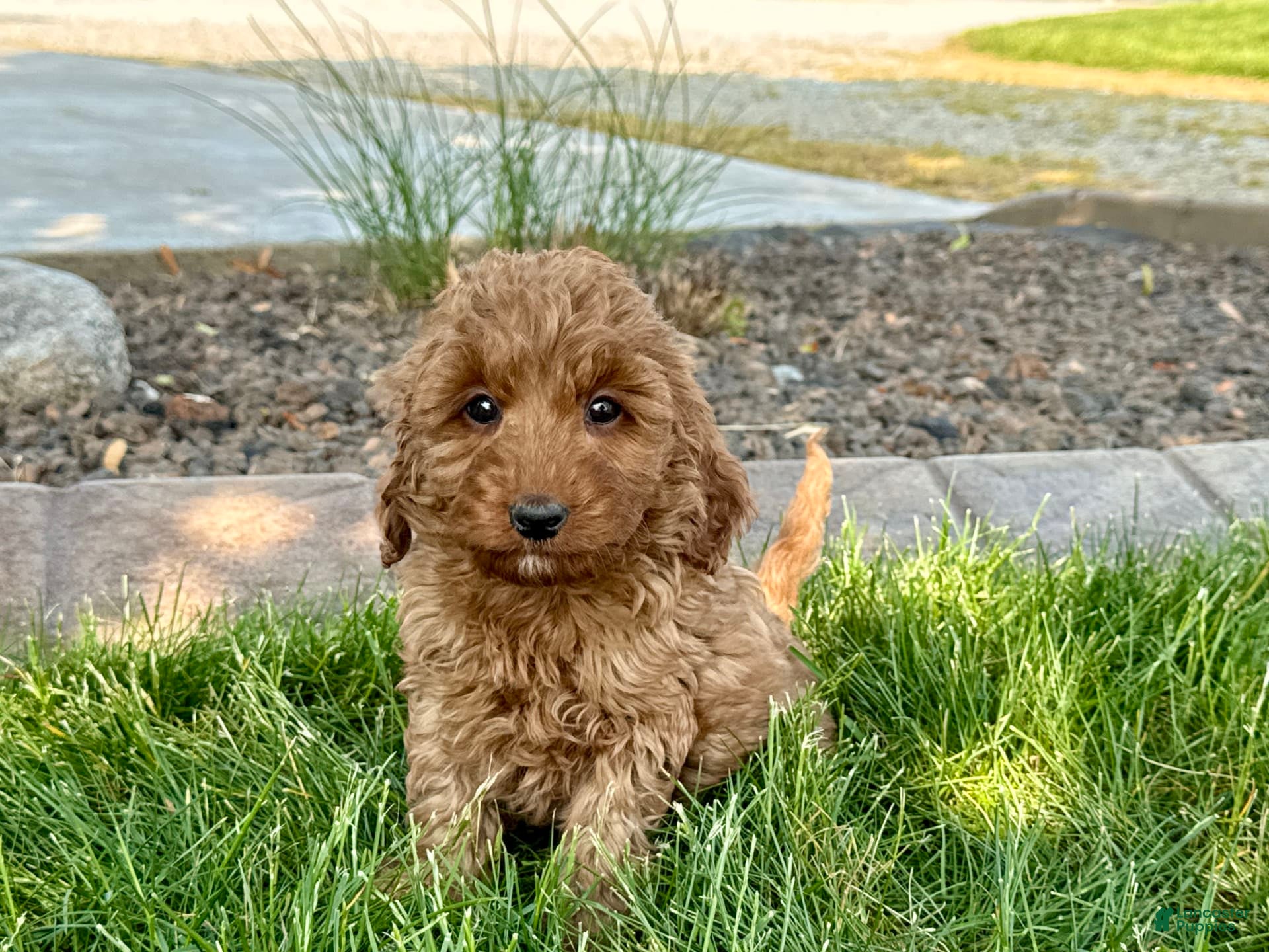 Cockapoo dogs Glenna - Ad 2