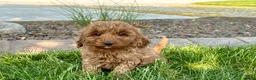 Cockapoo dogs for sale: Glenna - Ad 2