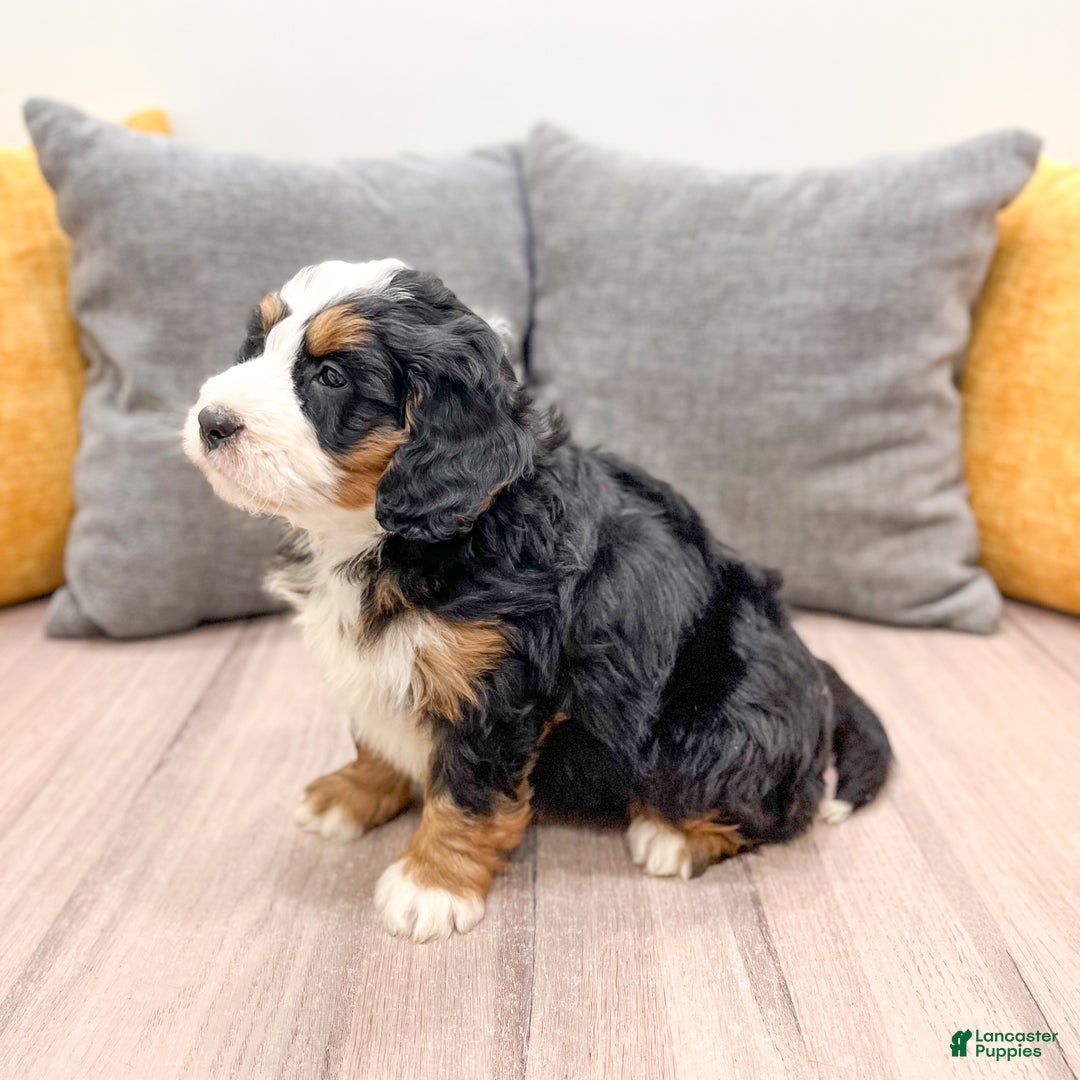 Mini Bernedoodle dogs for sale: Ranger - Ad 4