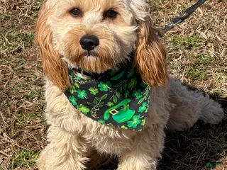 Cavapoo dogs Russell - Ad 14