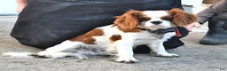 Cavalier King Charles Spaniel dogs for sale: Ryan - Ad 7