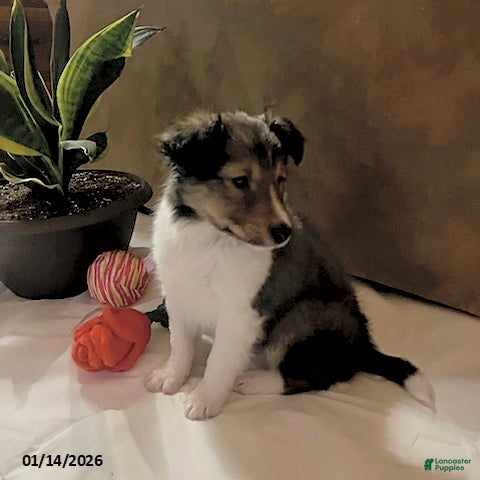 Shetland Sheepdog dogs Alice - Ad 2