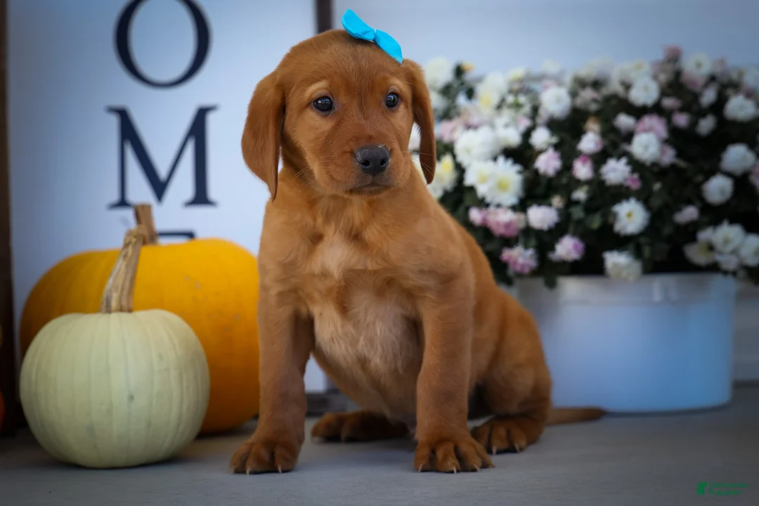 Labrador Retriever dogs for sale: NELSON - Ad 1