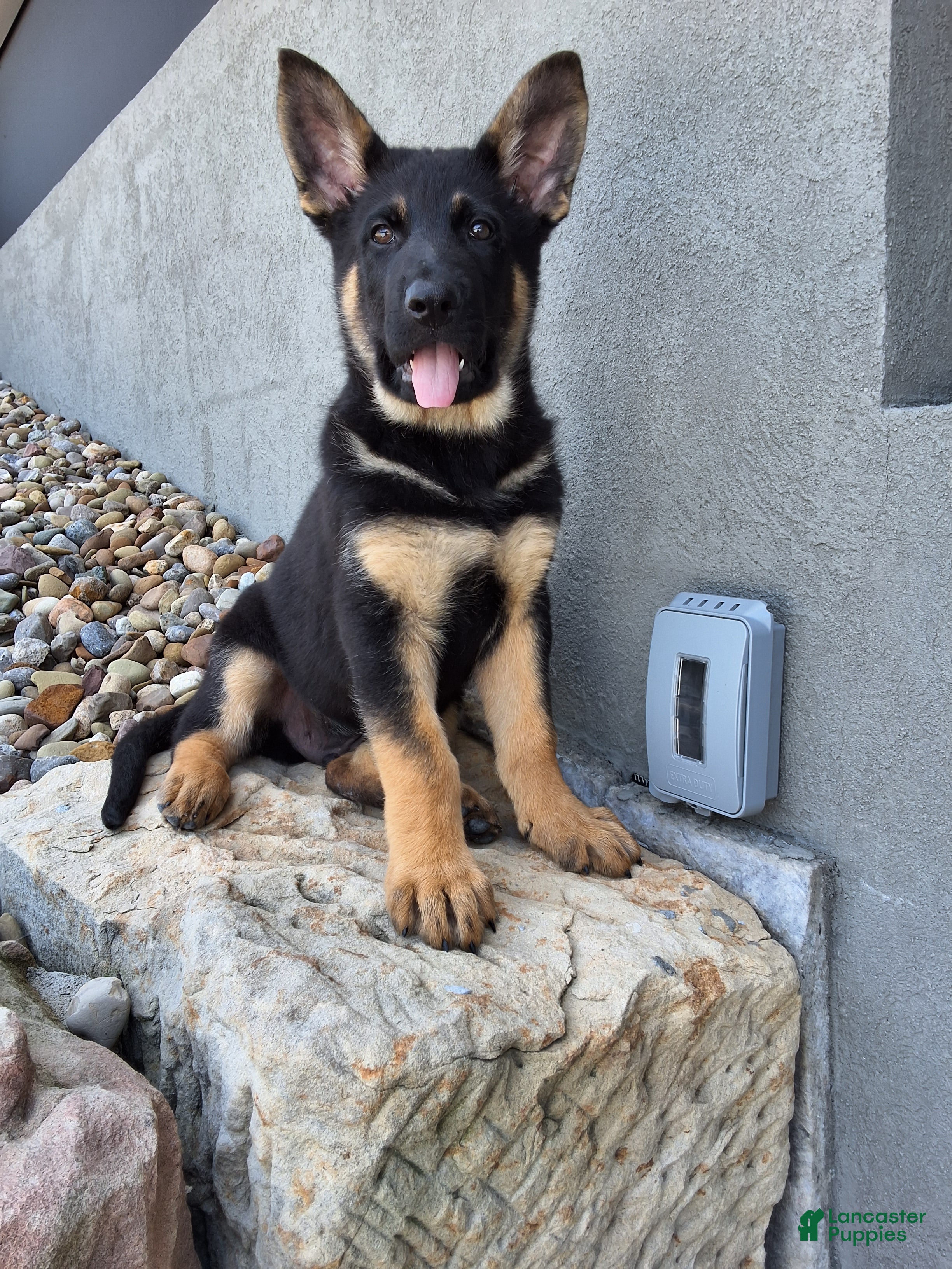 German Shepherd dogs Marco - Ad 1