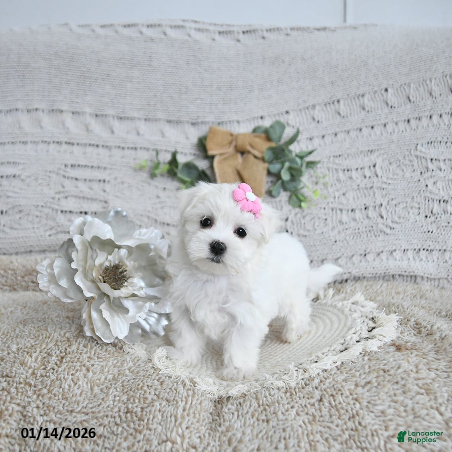 Maltese dogs Freya EXTRA SMALL - Ad 27