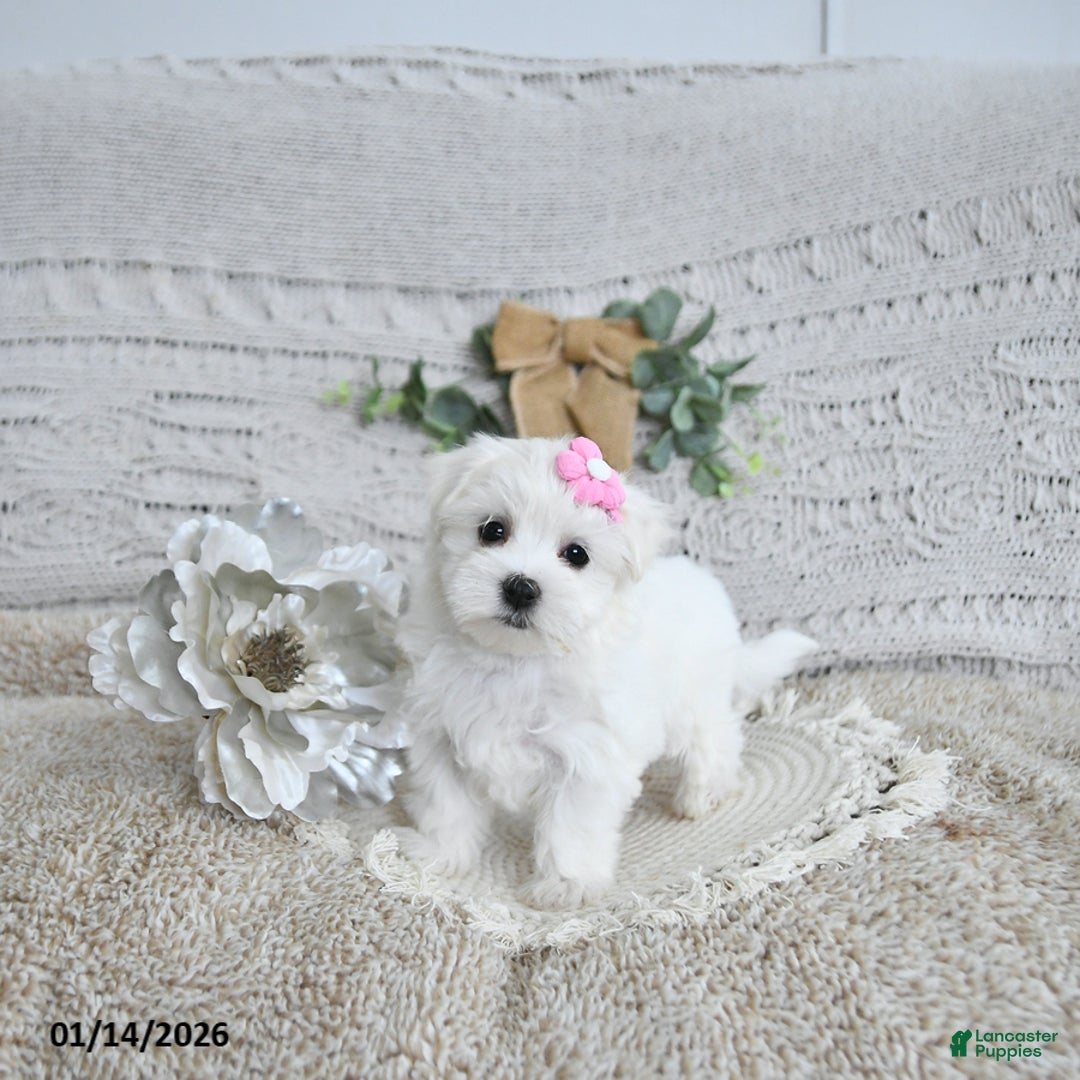 Maltese dogs for sale: Freya EXTRA SMALL - Ad 1