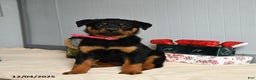 Rottweiler dogs for sale: Maple   - Ad 3