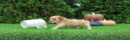 Toy Poodle dogs for sale: AKC Echo(tiny) - Ad 3