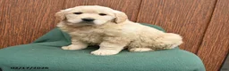Golden Retriever dogs for sale: Bessie - Ad 1