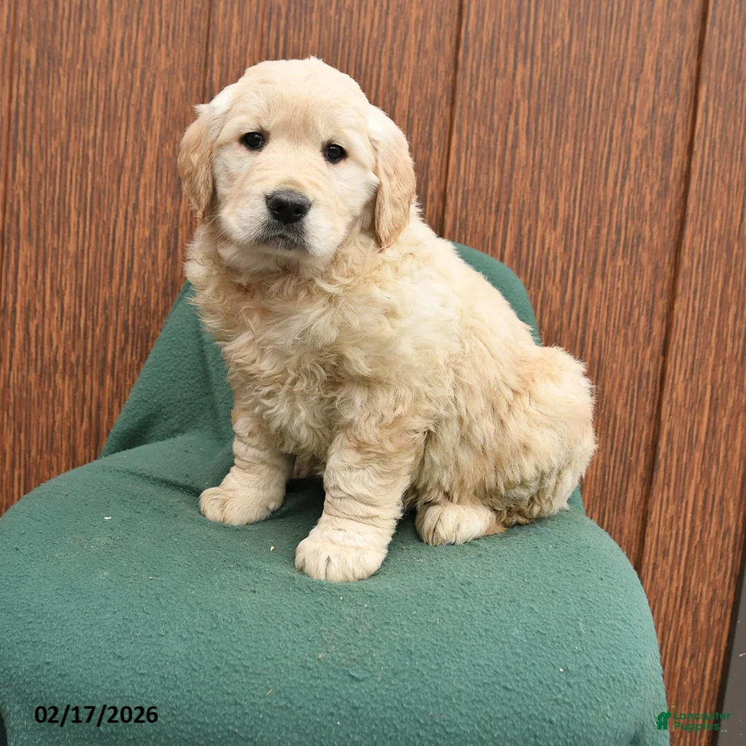 Golden Retriever dogs for sale: Bessie - Ad 1