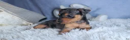 Miniature Pinscher dogs for sale: ABBY - Ad 5