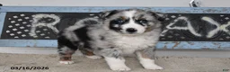 Australian Shepherd dogs for sale: Flint - Ad 2