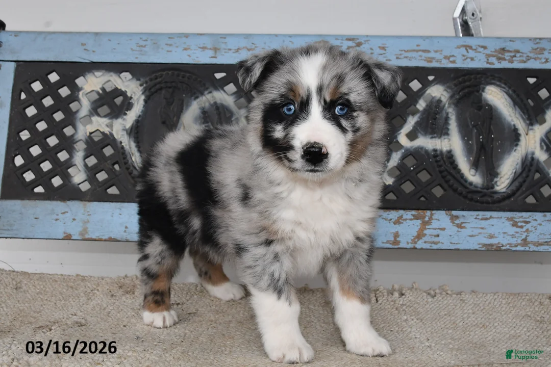 Australian Shepherd dogs for sale: Flint - Ad 2