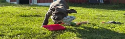 Great Dane dogs for sale: Emma  - Ad 3