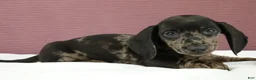 Miniature Dachshund dogs for sale: Gray 🩶 - Ad 1