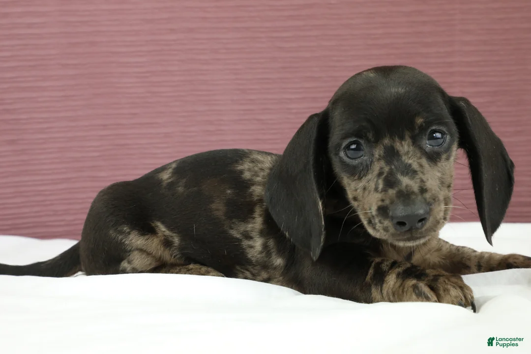 Miniature Dachshund dogs for sale: Gray 🩶 - Ad 1