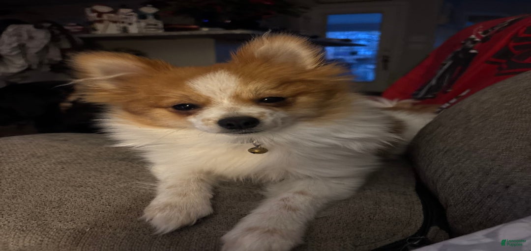 Gallery Image {{count}}