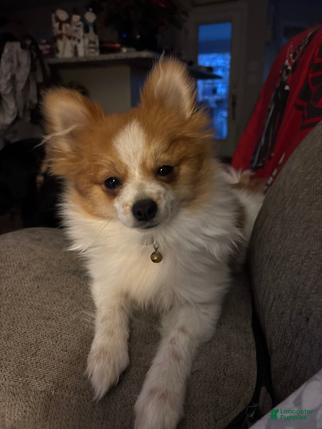 Gallery Image {{count}}