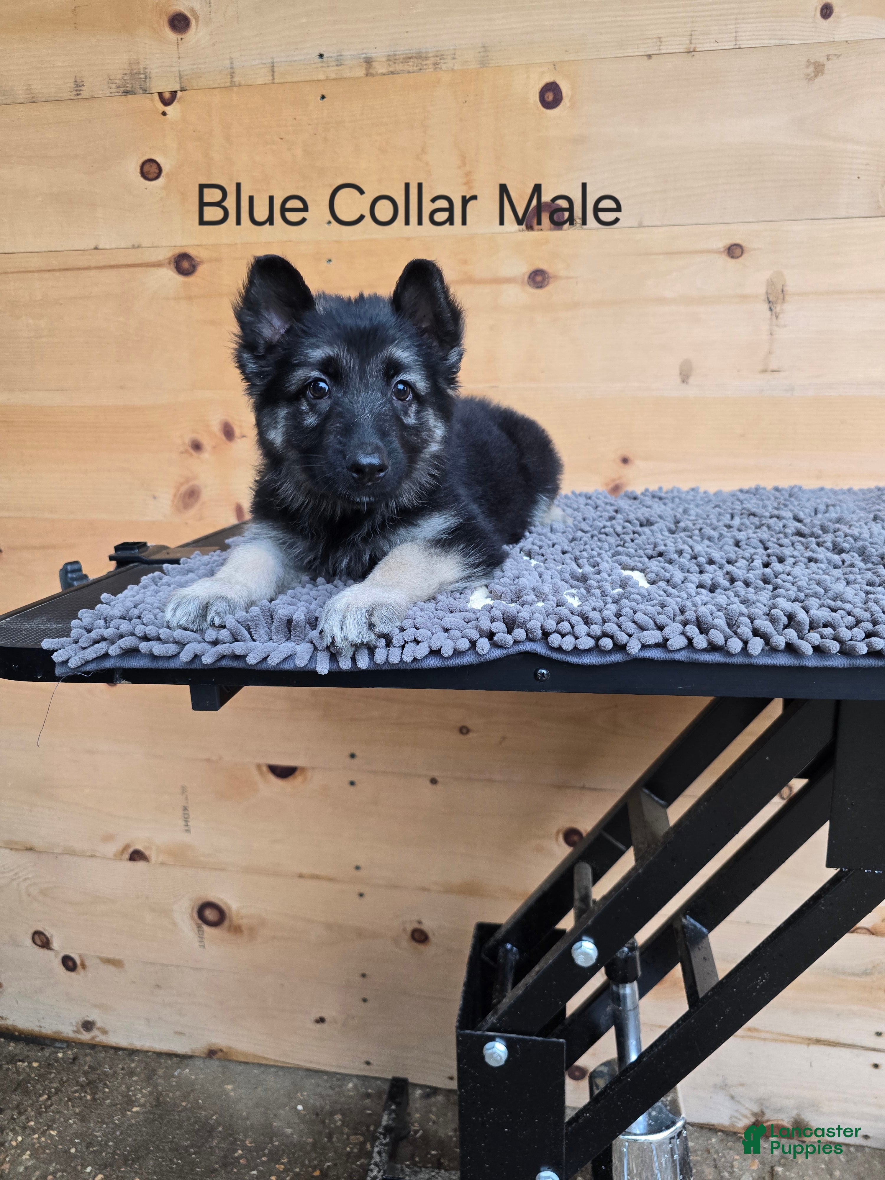 German Shepherd dogs German Shepherd 1 - Ad 2