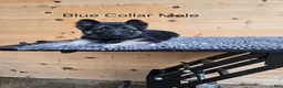 German Shepherd dogs for sale: German Shepherd 1 - Ad 2