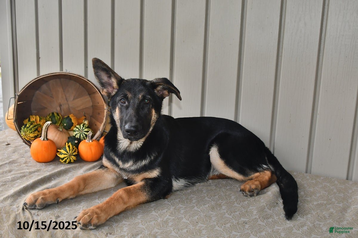 German Shepherd dogs Kelsey - Ad 29
