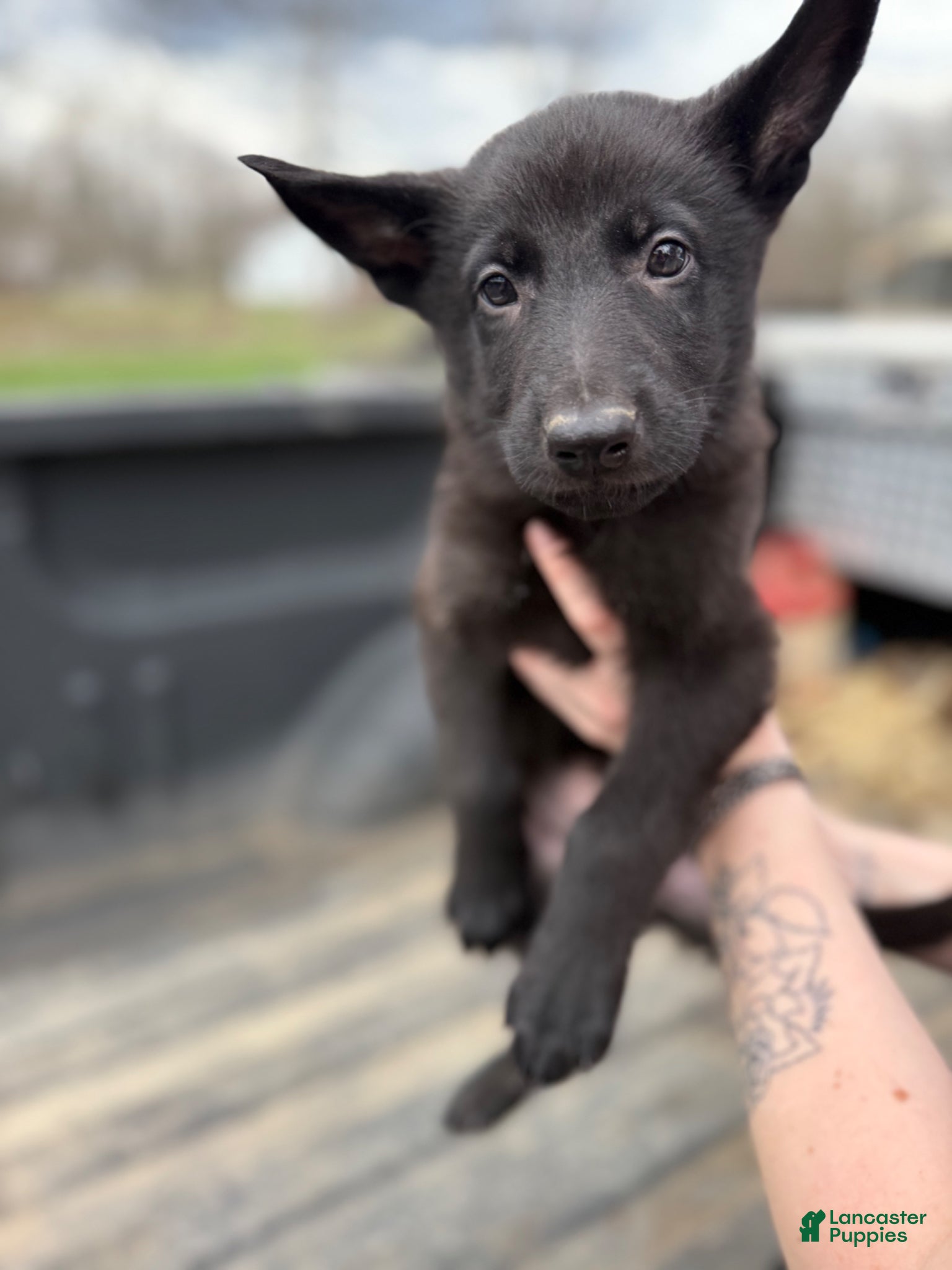 German Shepherd dogs Blue collar boy - Ad 16