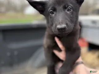 German Shepherd dogs Blue collar boy - Ad 16