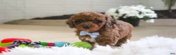Mini Goldendoodle dogs for sale: River - Ad 4