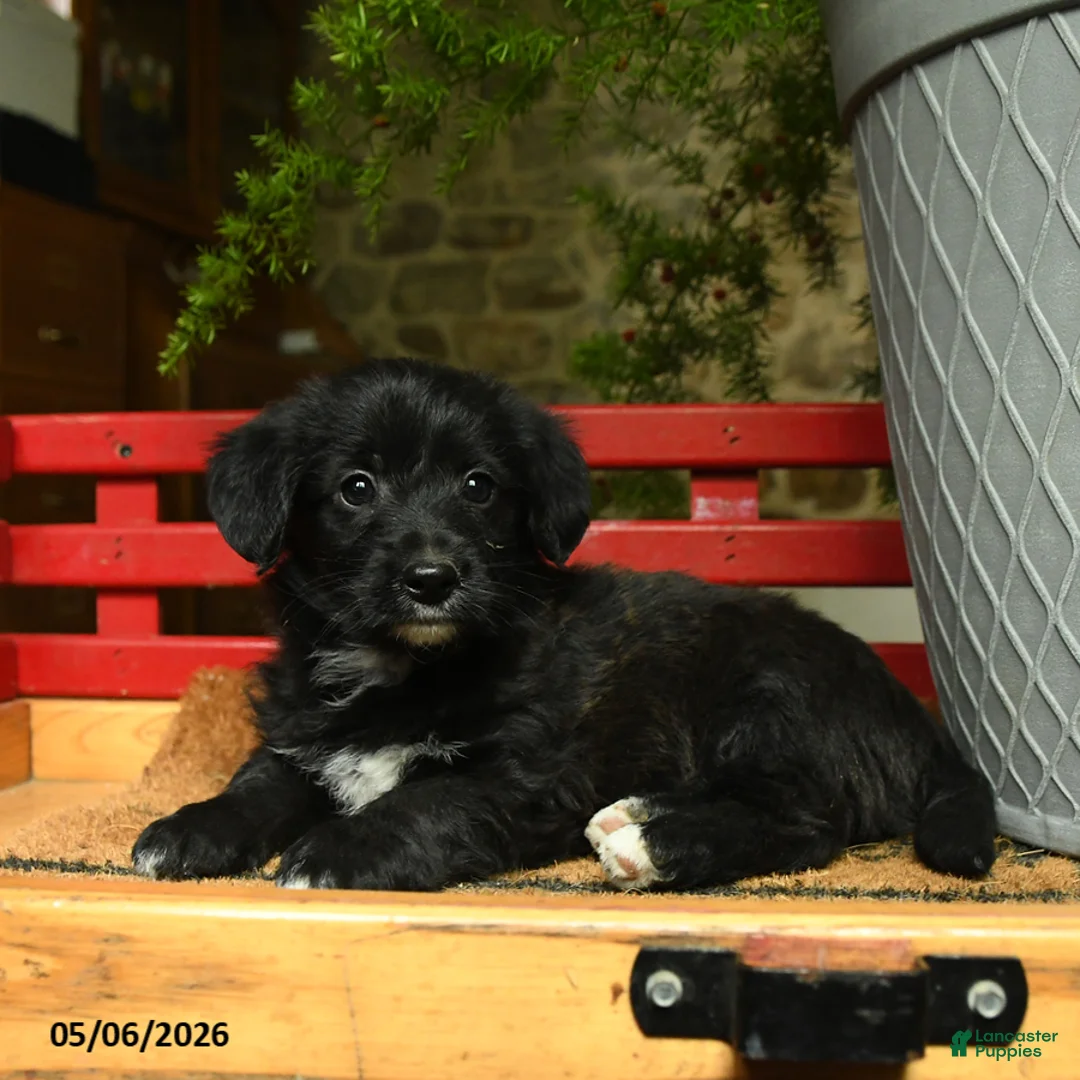Corgipoo dogs for sale: Floyd - Ad 3