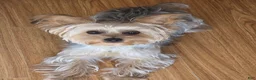 Yorkshire Terrier dogs for sale: COPPER - Ad 13