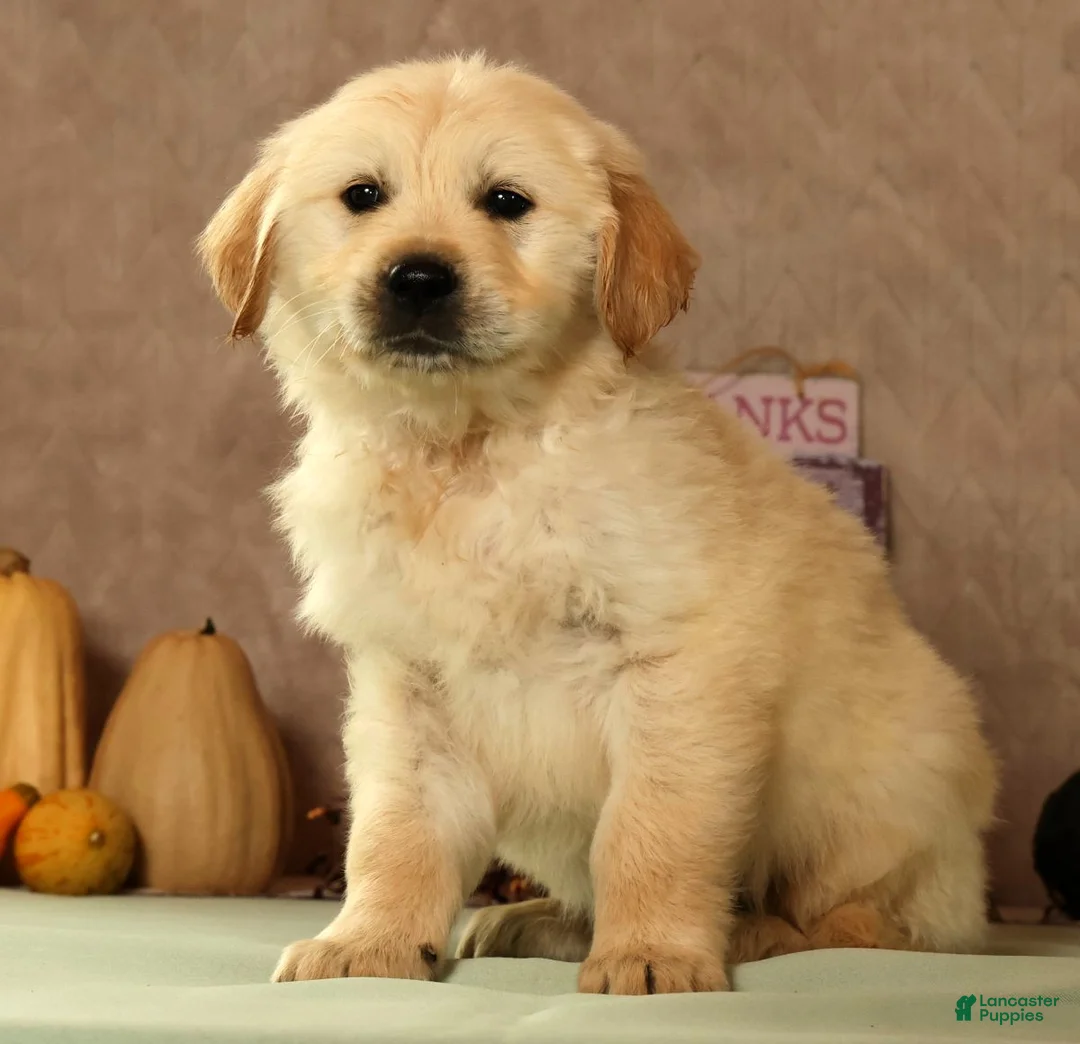 Golden Retriever dogs for sale: Simon - Ad 1