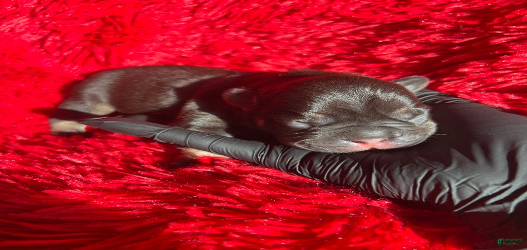 Gallery Image {{count}}