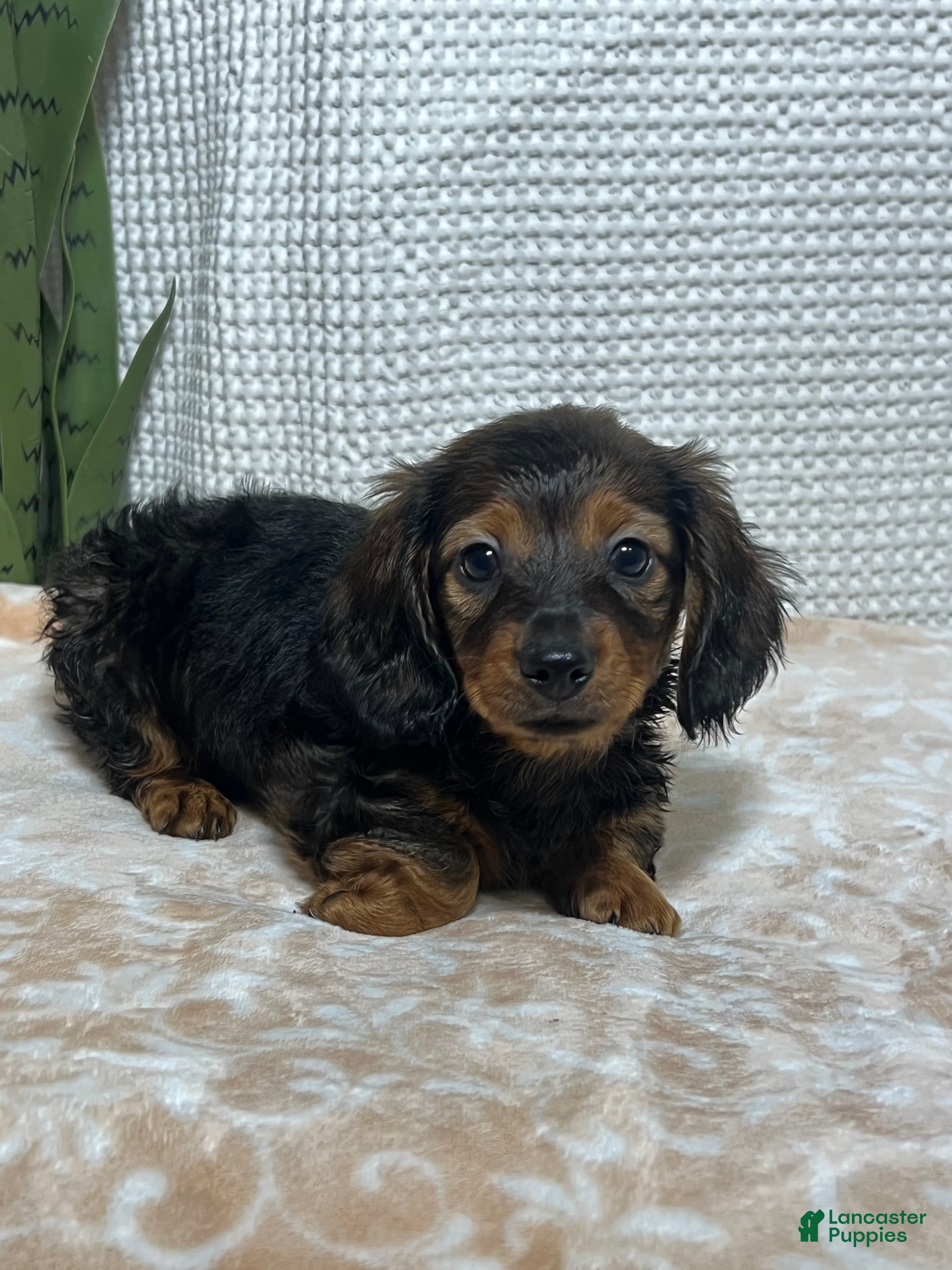 Miniature Dachshund dogs Trixie  - Ad 1