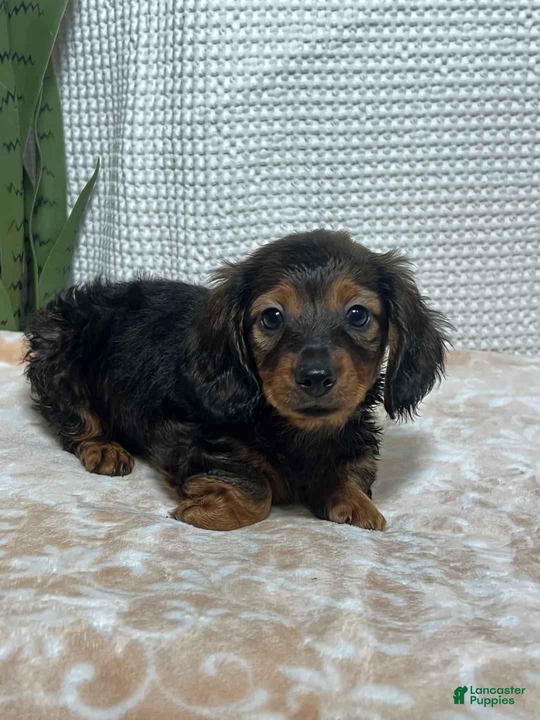 Miniature Dachshund dogs for sale: Trixie  - Ad 1