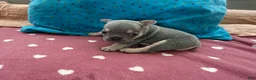 French Bulldog dogs for sale: French Bulldog 3 - Ad 2