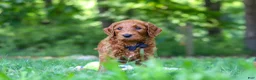 Goldendoodle dogs for sale: Evan - Ad 7