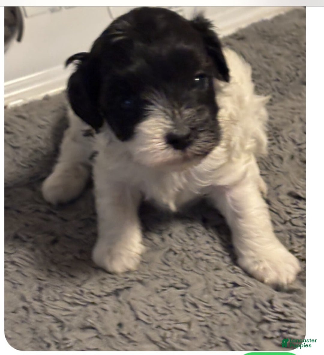 Bichpoo dogs for sale: Tucker - Ad 5